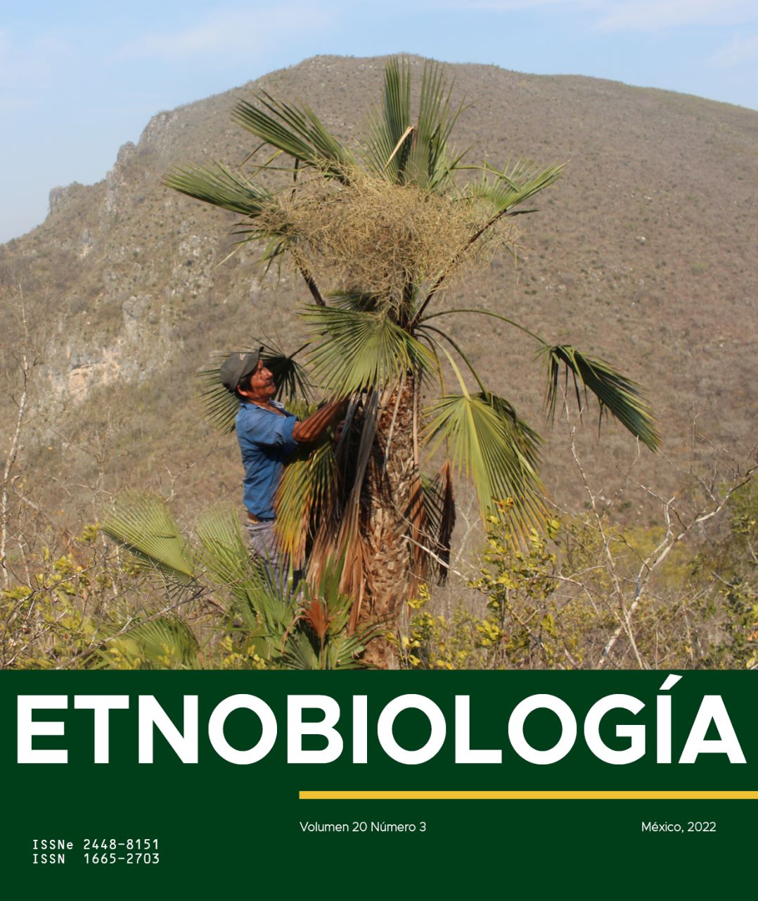 NUESTRA PORTADA: Don Fortino, artesano de la Sierra Gorda, Querétaro, México, recolectando hojas de palma Brahea berlandieri. Foto: David Bravo Avilez.